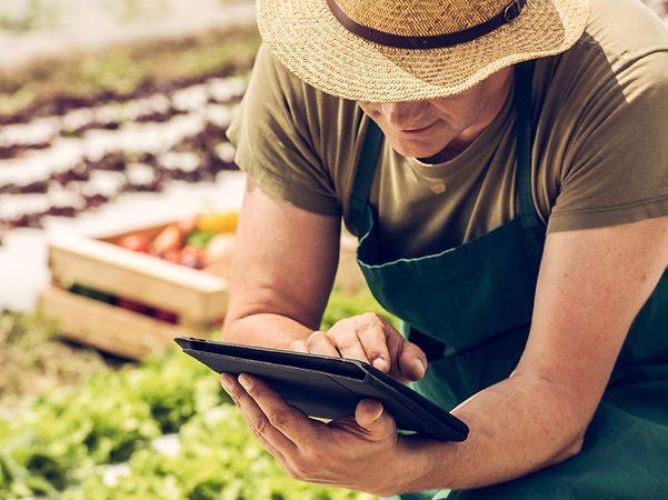 Person auf einem Feld nutzt ein Tablet; im Hintergrund liegen Gemüse und Pflanzen